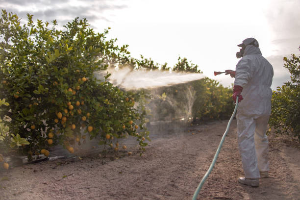 Best Bed Bug Extermination  in Bayard, NM