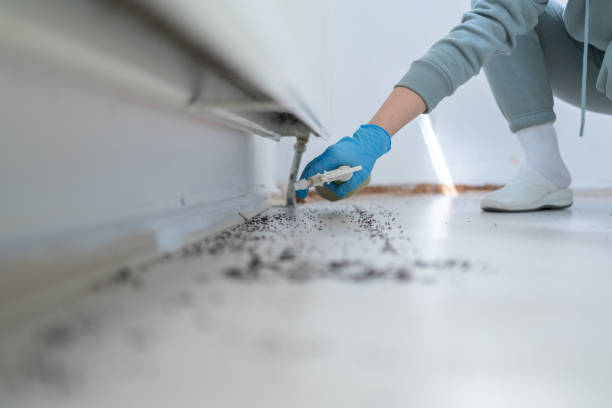 Wasp Removal Services in Bayard, NM